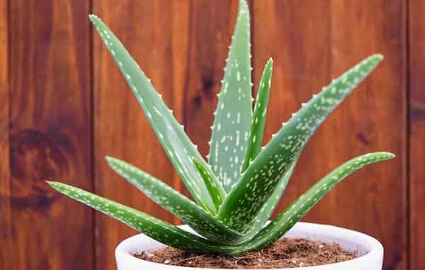 قیمت روز گیاه آلوئه ورا خوراکی